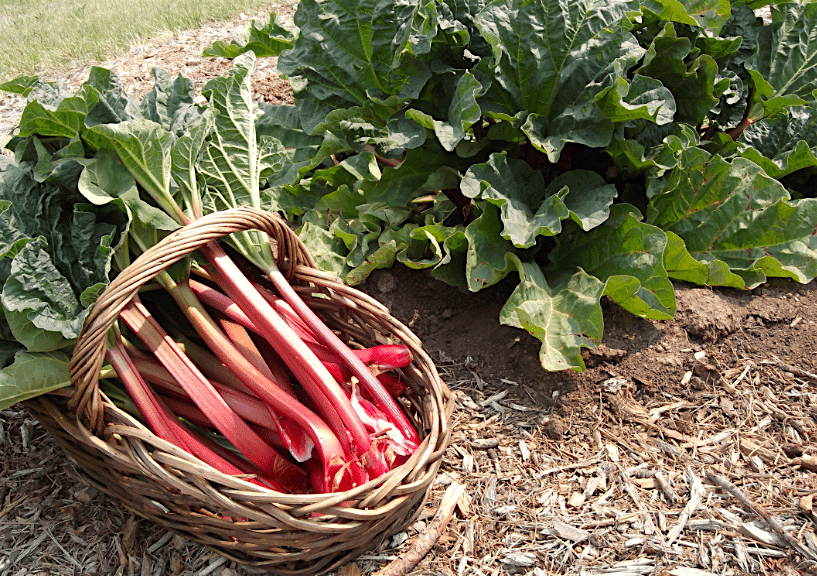 RHUBARB BEST FOODS TO EAT FOR CONSTIPATION